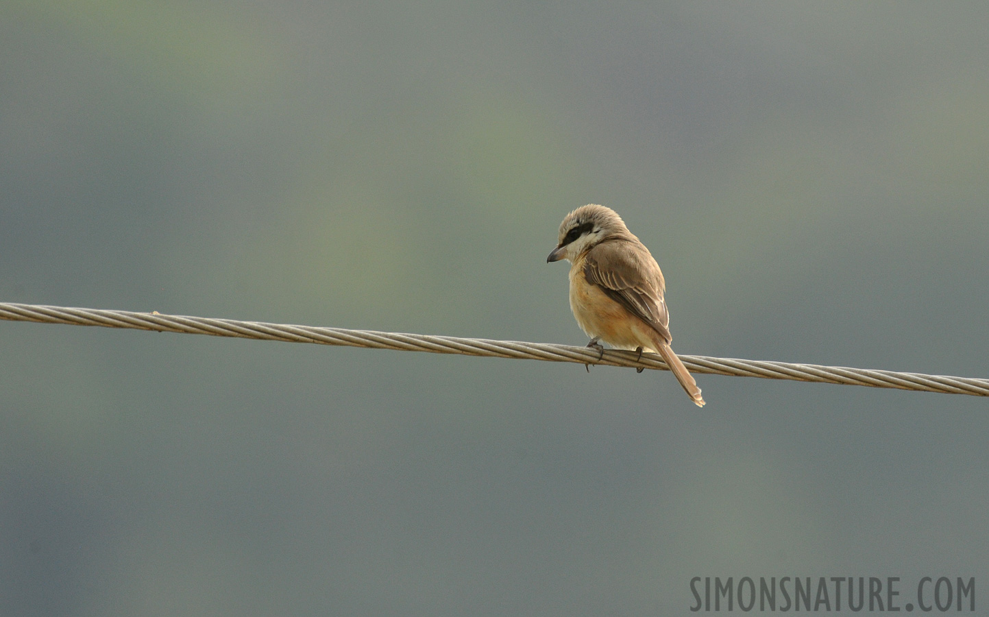 Lanius cristatus lucionensis [550 mm, 1/2500 sec at f / 8.0, ISO 1600]